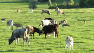 Дивата ферма