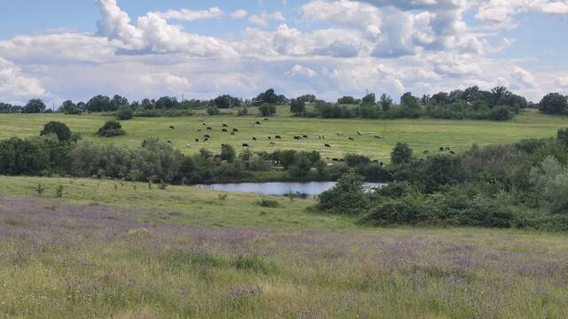Пасищното животновъдство