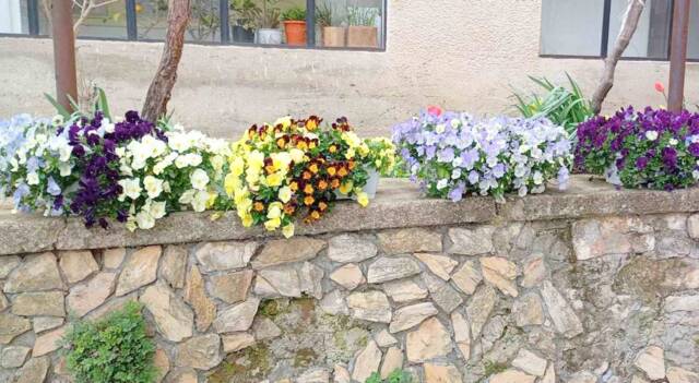 Цветята на Камен